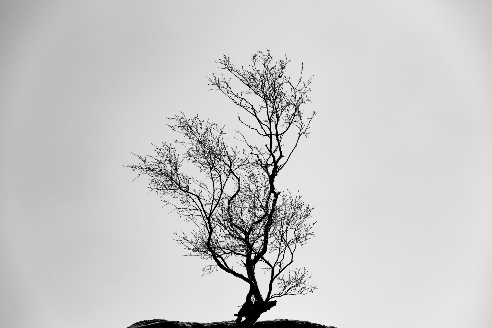 alone tree nature free photo