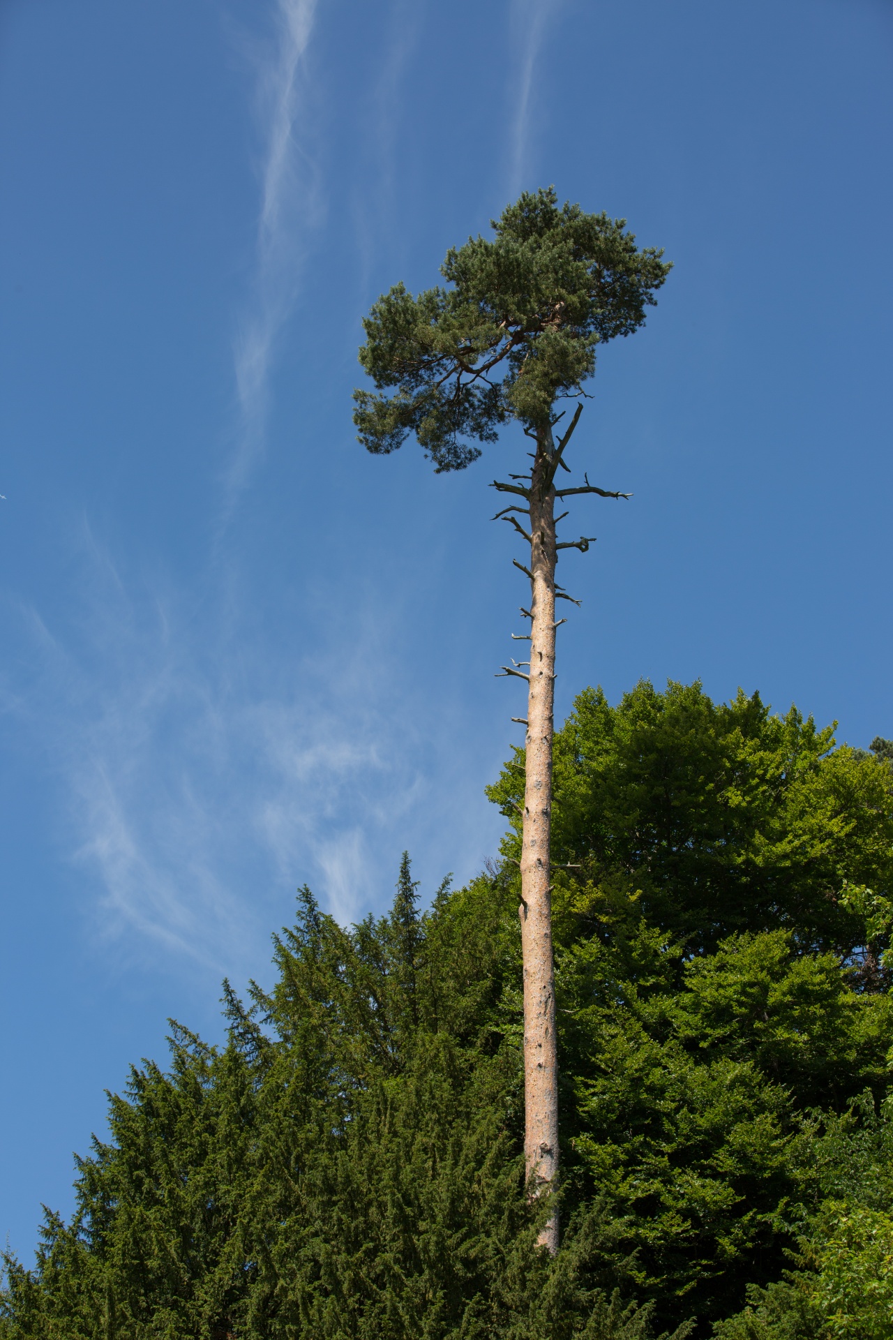 alone tree nature free photo