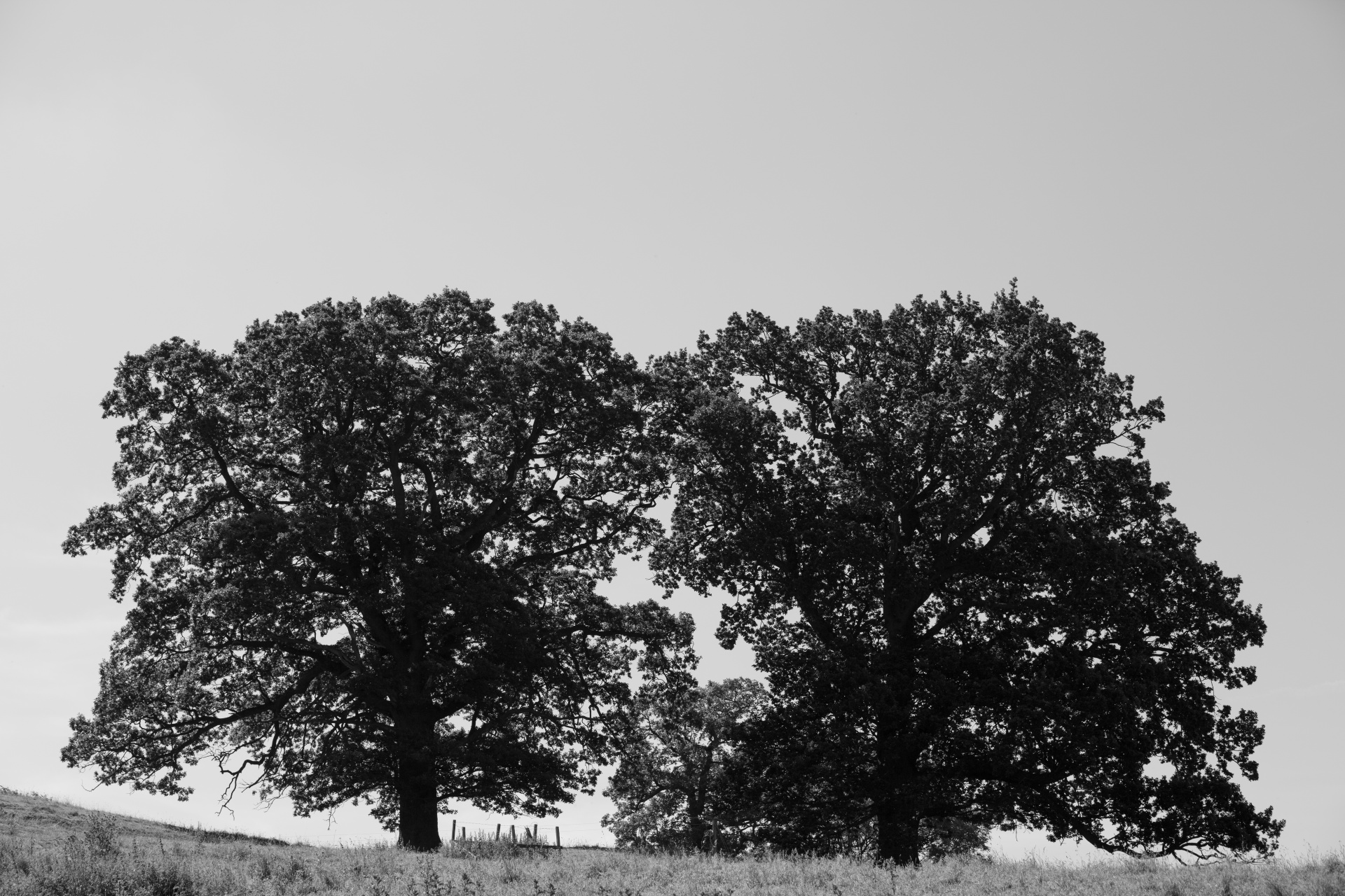 alone tree nature free photo