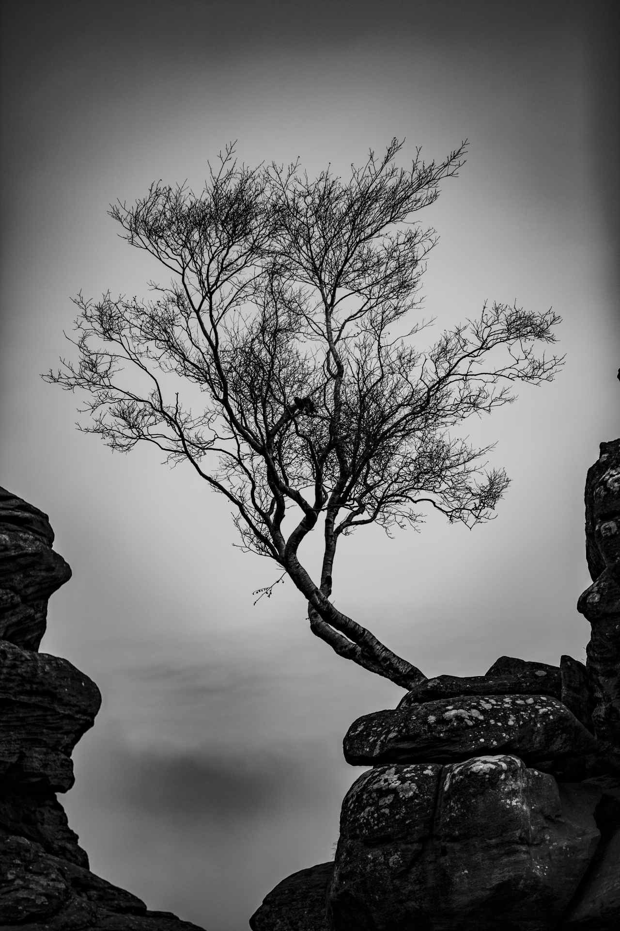 tree trees dark free photo