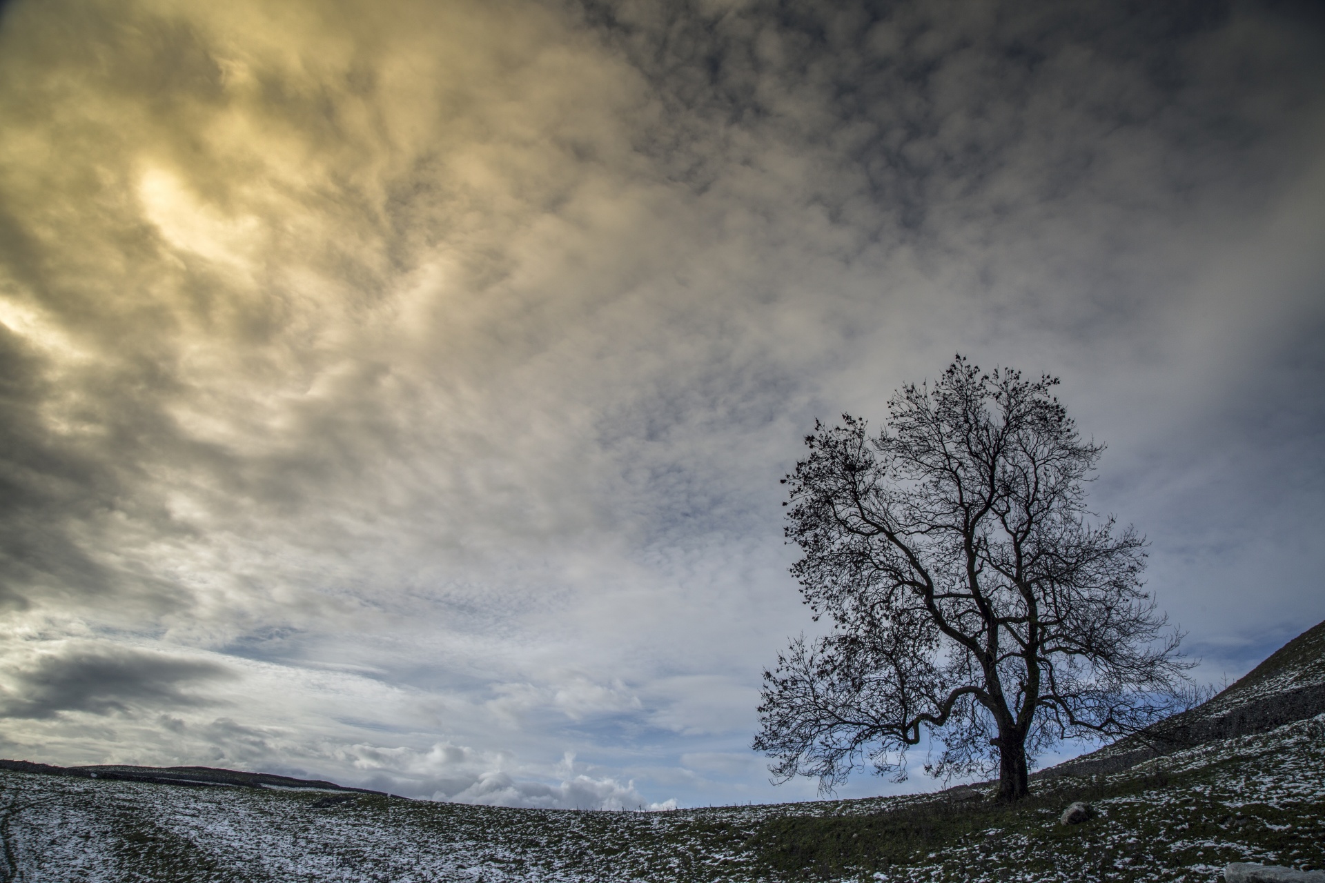 tree trees dark free photo