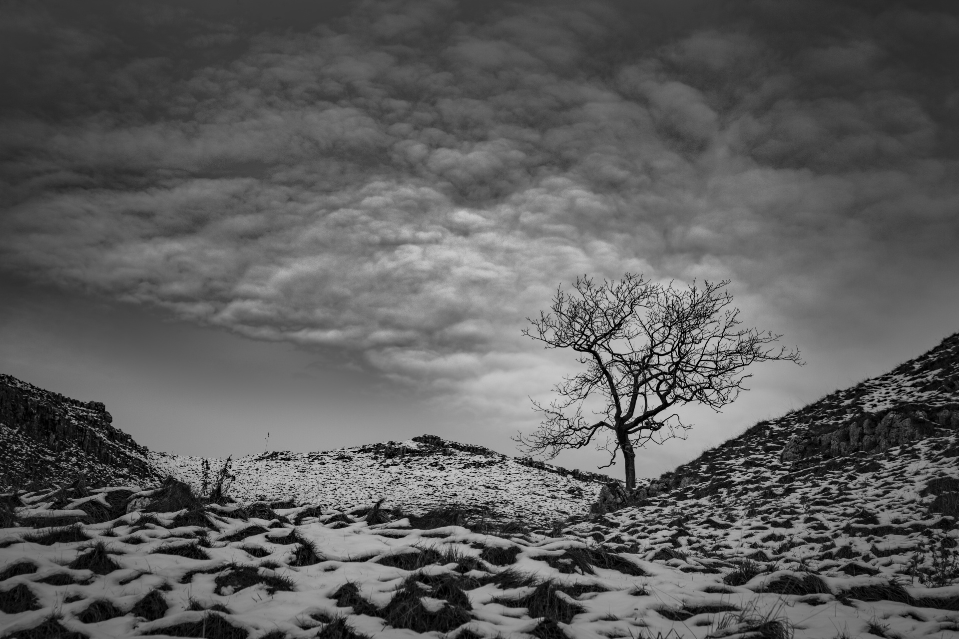 tree trees dark free photo