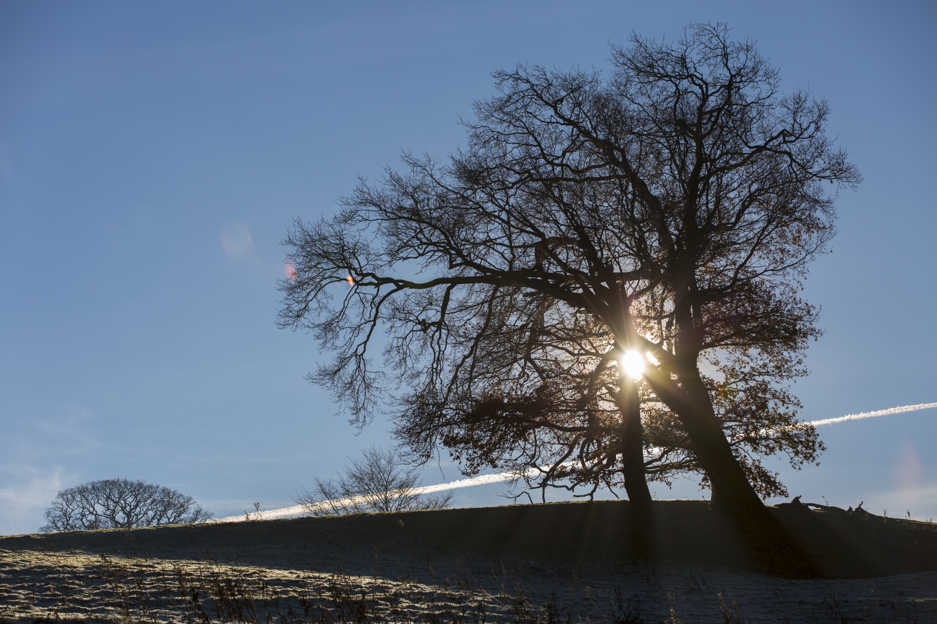 alone tree nature free photo