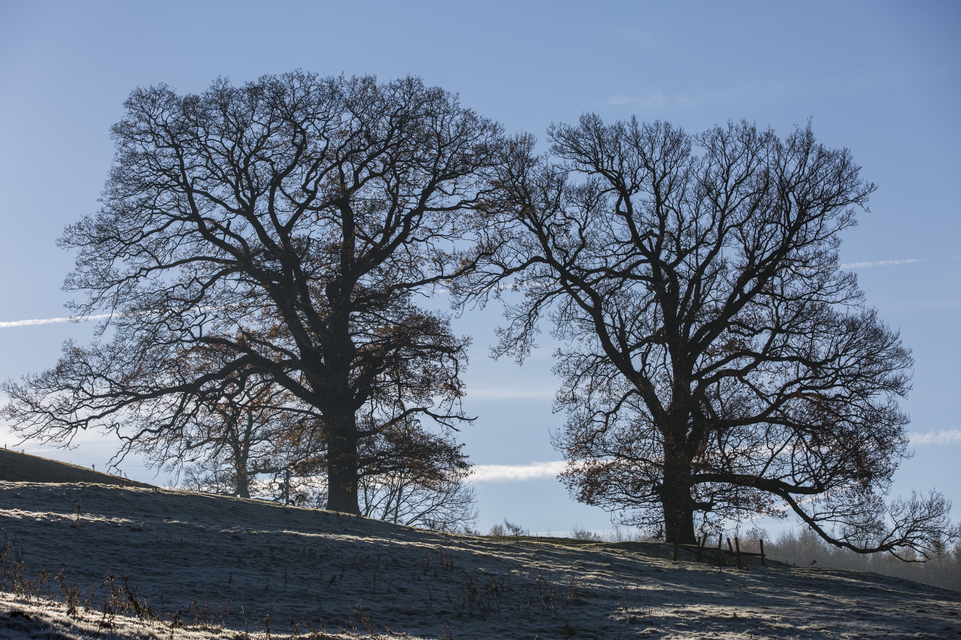 alone tree nature free photo