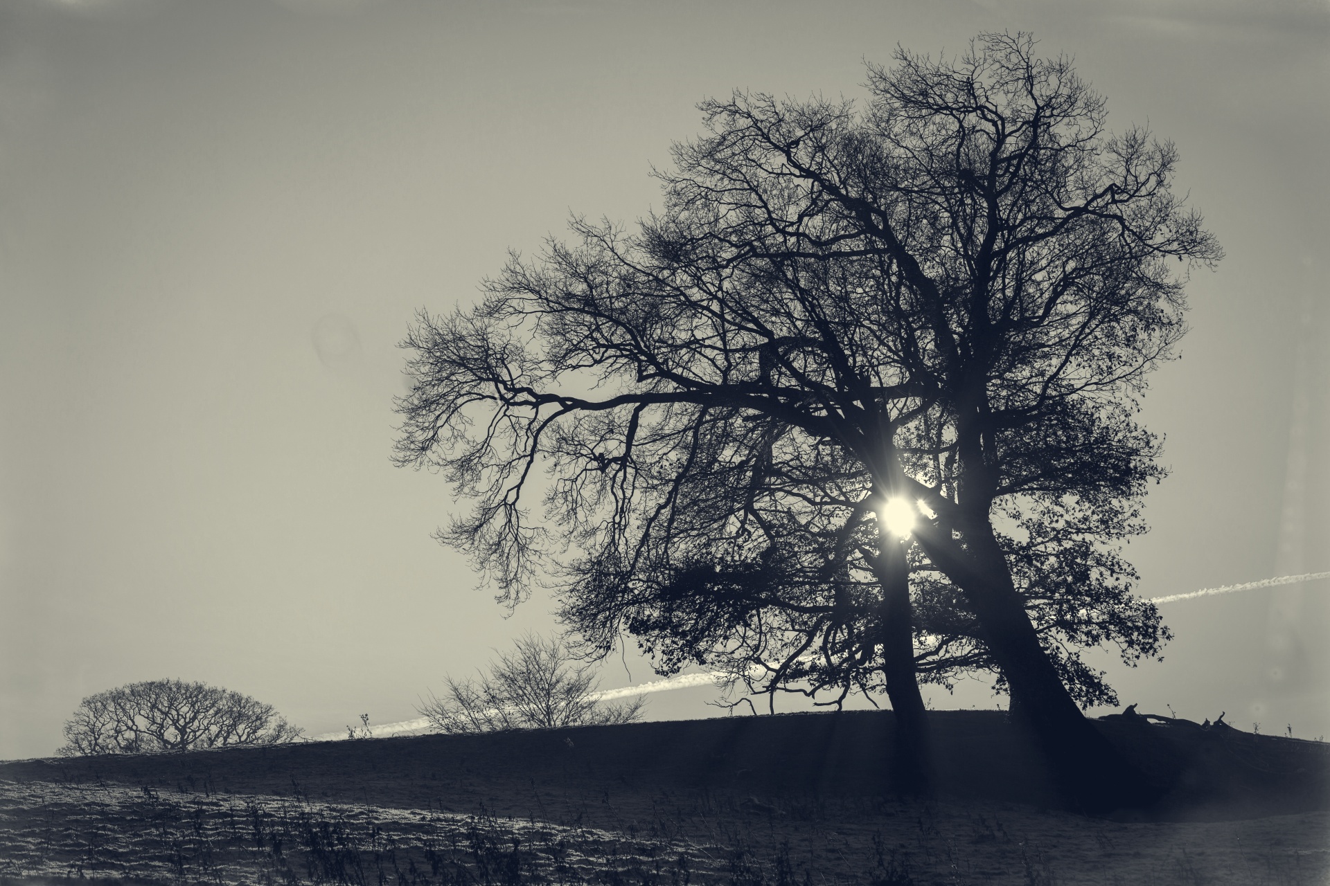 alone tree nature free photo