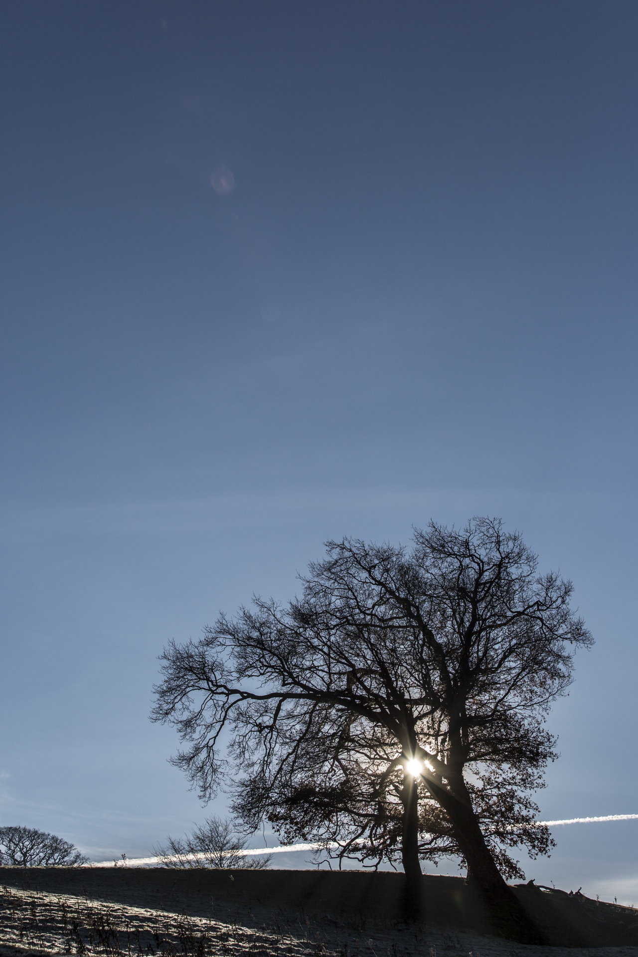 alone tree nature free photo