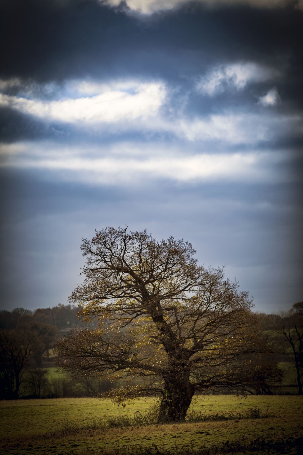 alone tree nature free photo