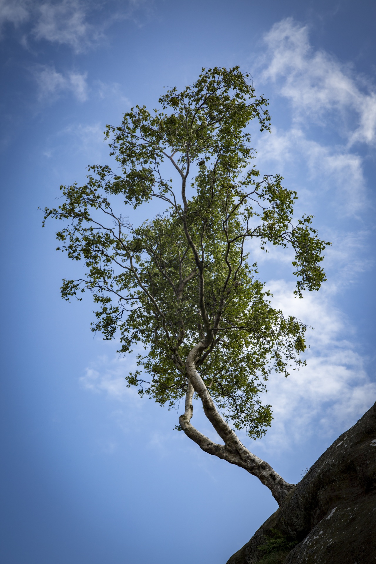 alone tree nature free photo