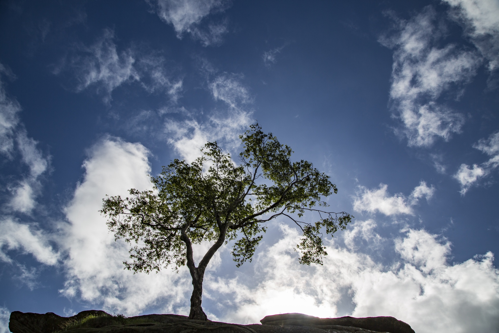 alone tree nature free photo