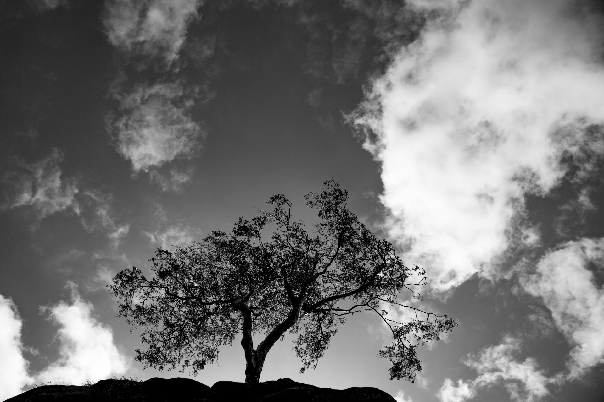 alone tree nature free photo