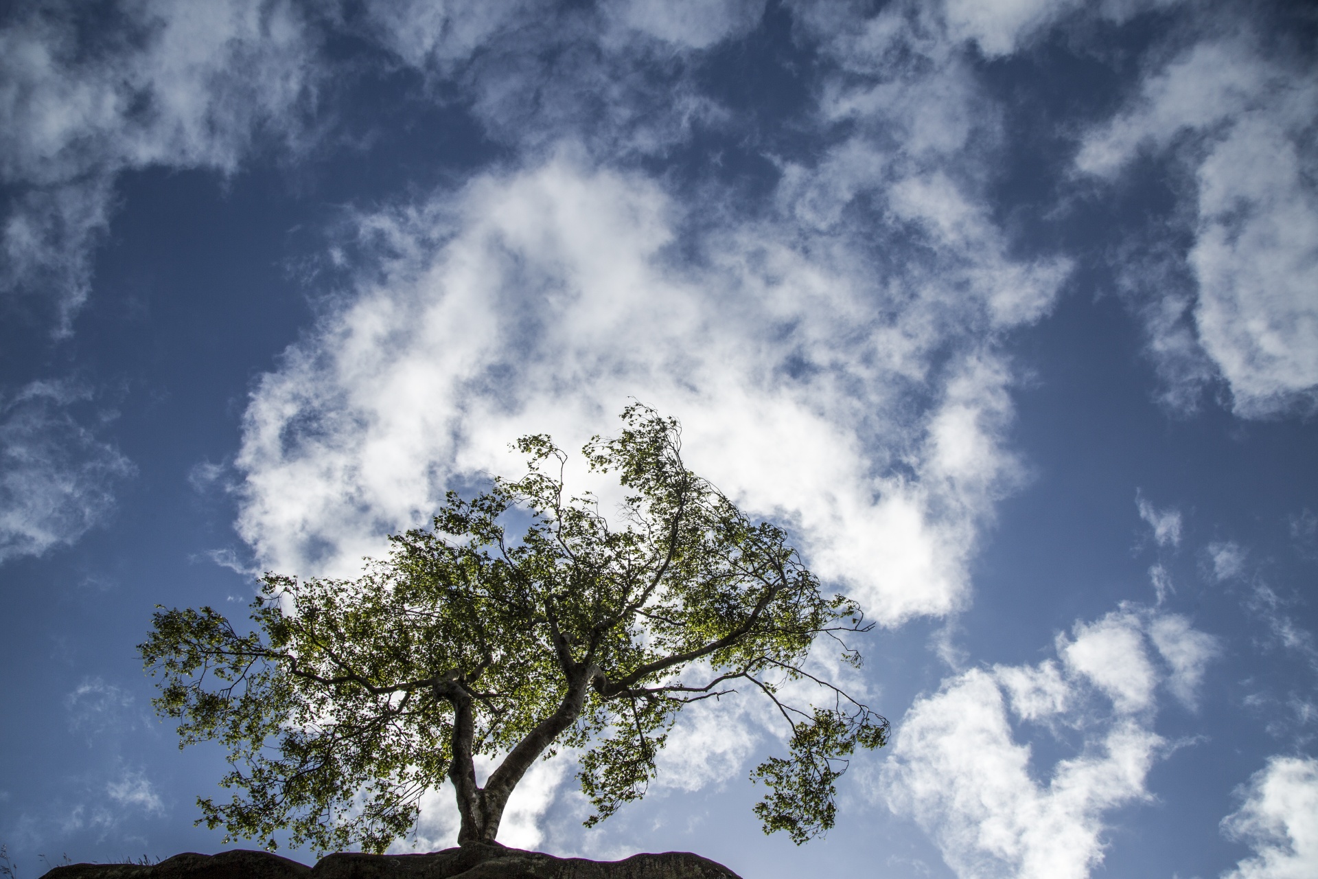 alone tree nature free photo