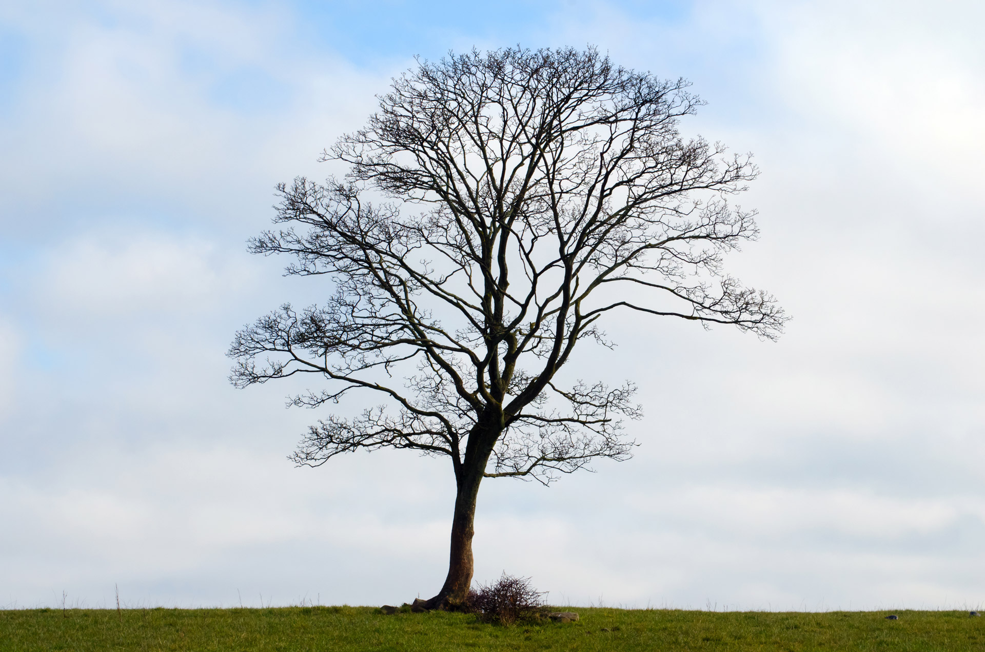 tree blue sky free photo