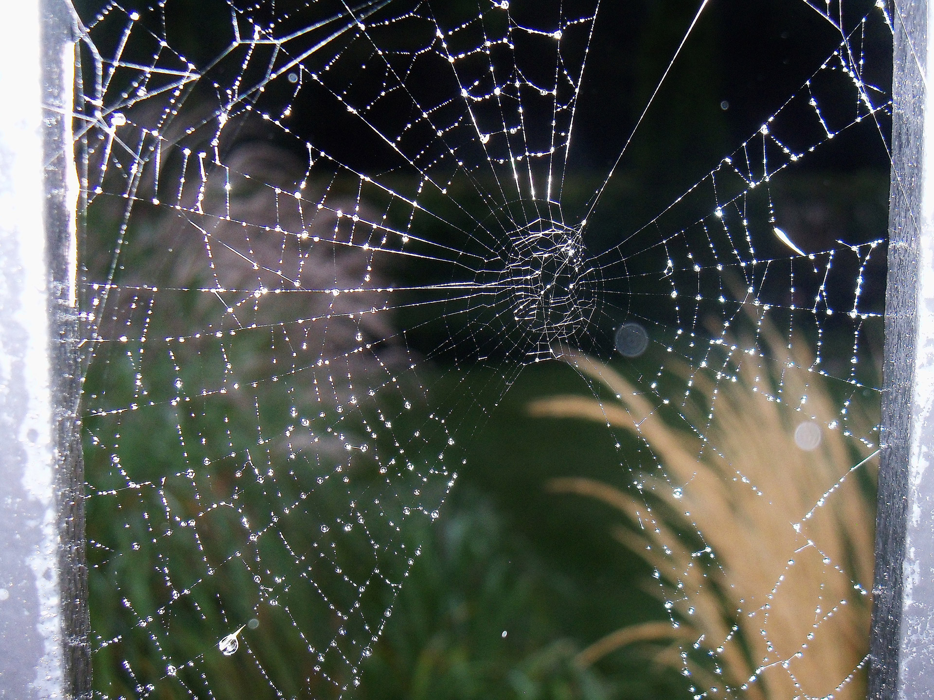 spider spider web webs free photo