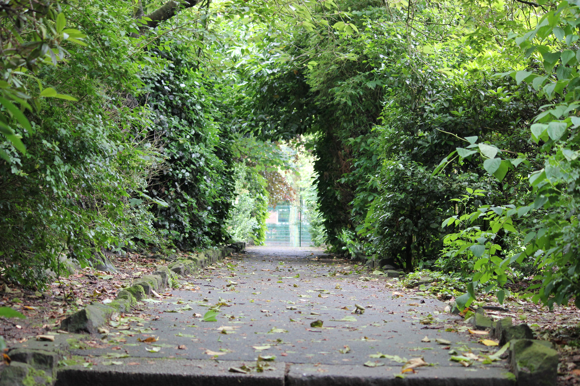 garden path tree free photo