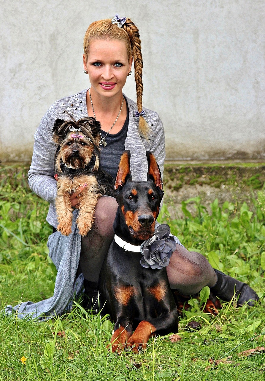 woman dogs yorkie free photo