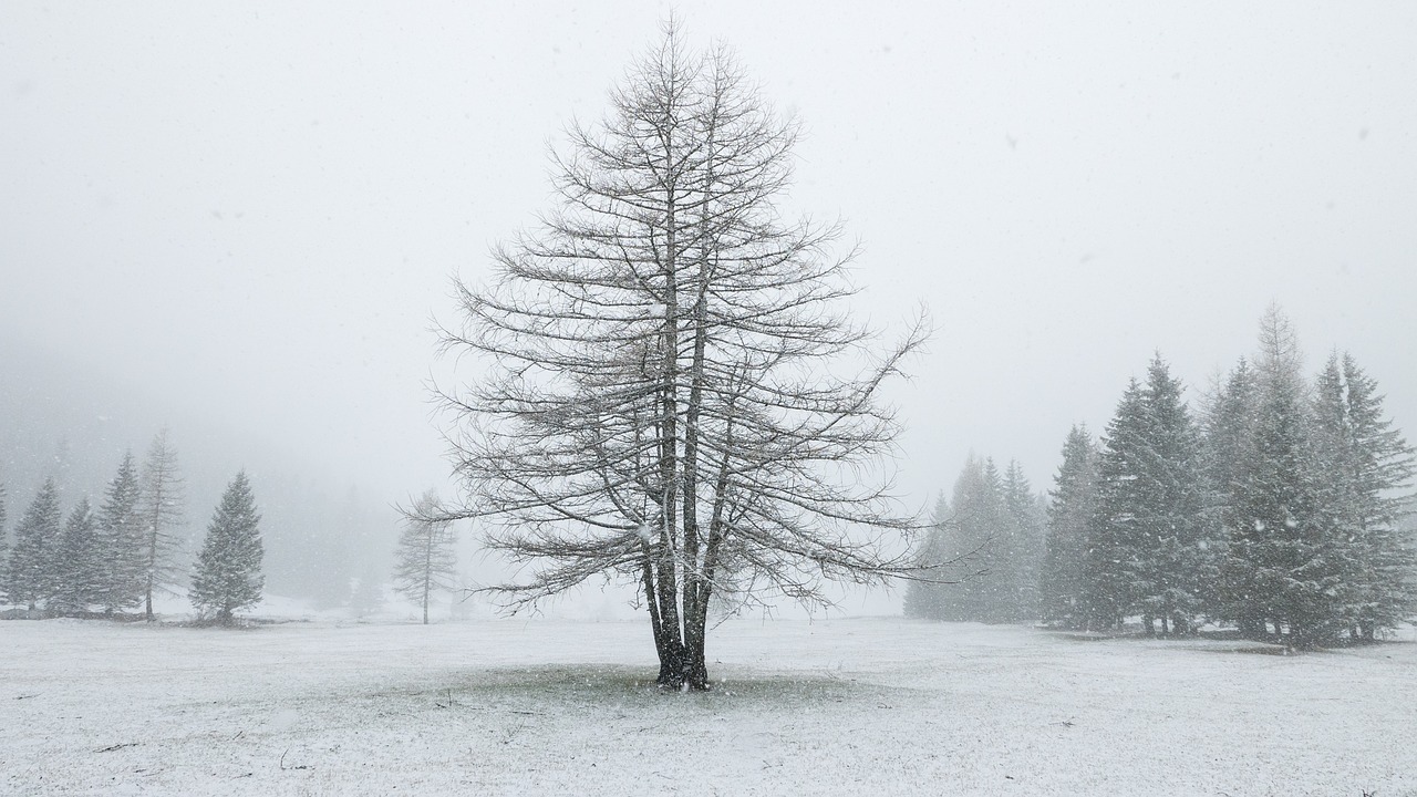 alp alm winter free photo