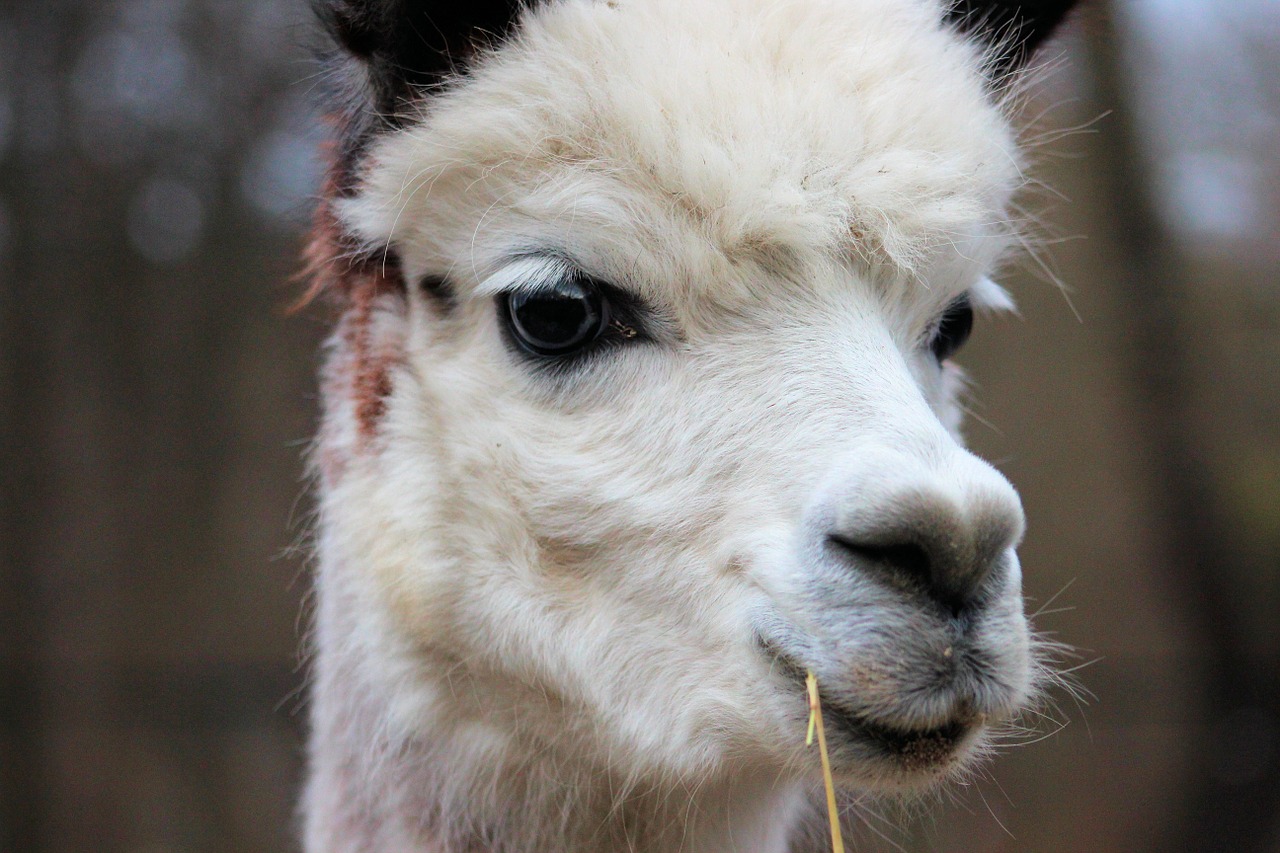 alpaca animals wool free photo