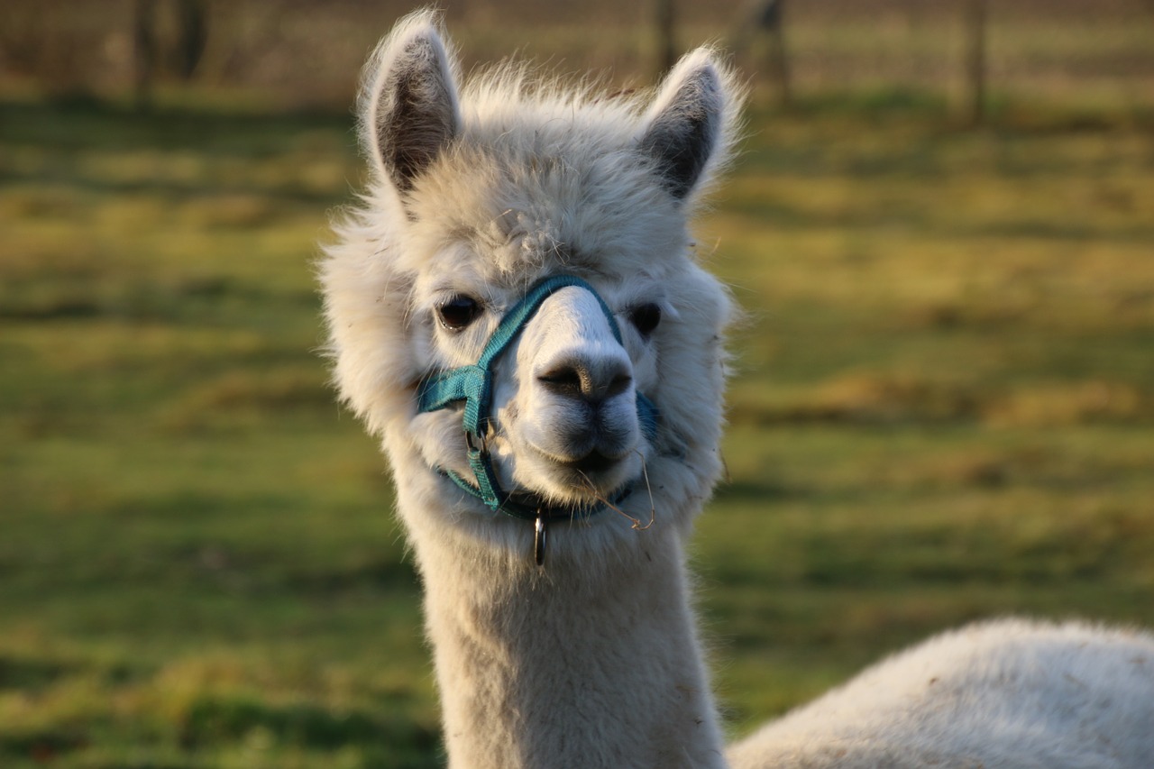 alpaca happy meadow free photo