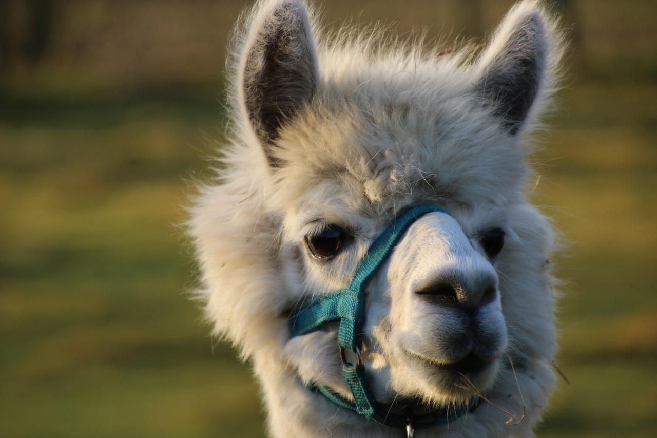 alpaca livestock face free photo