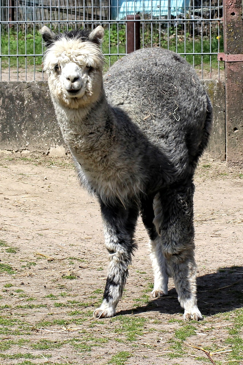 alpaca animal pako free photo