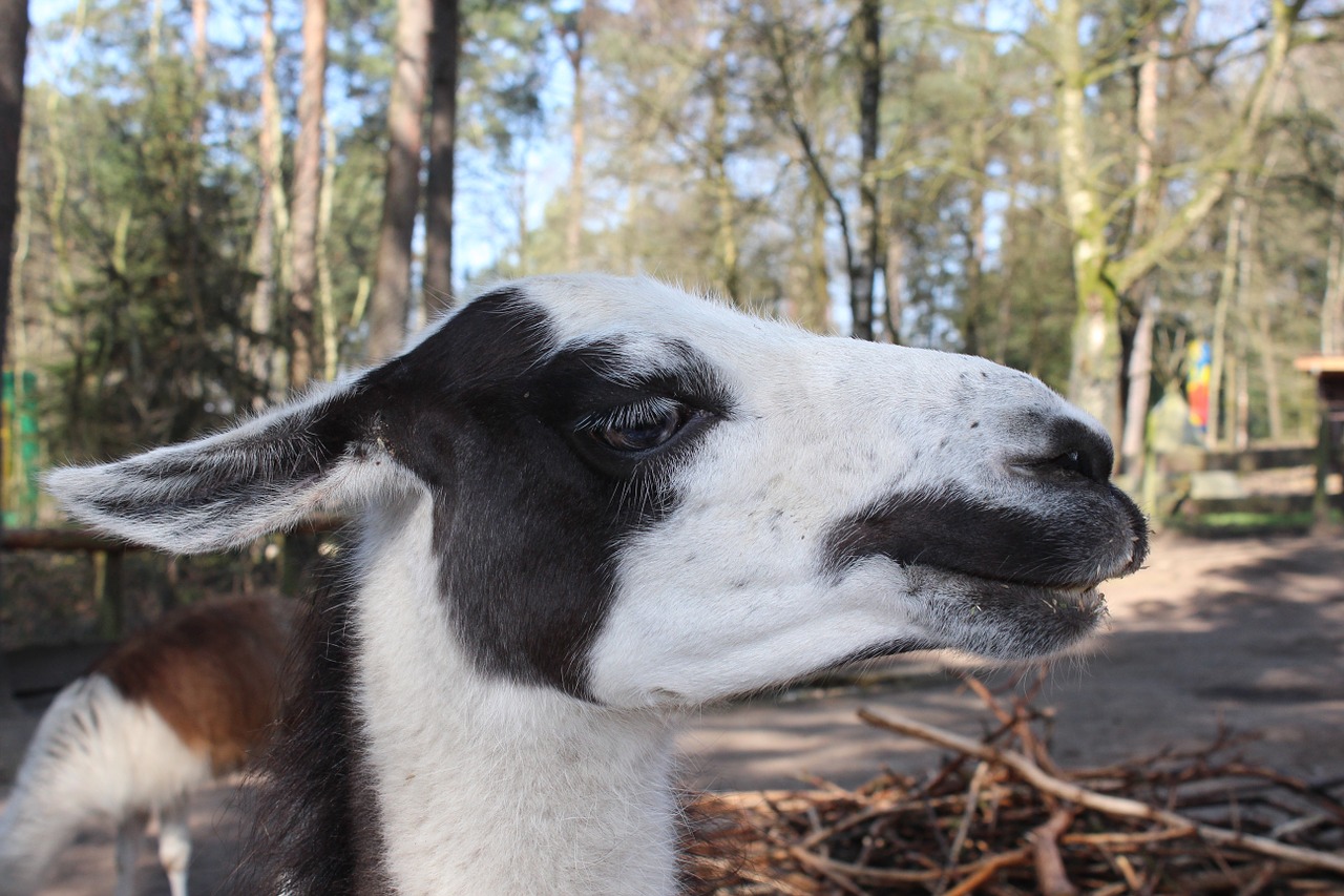 alpaca lama head free photo