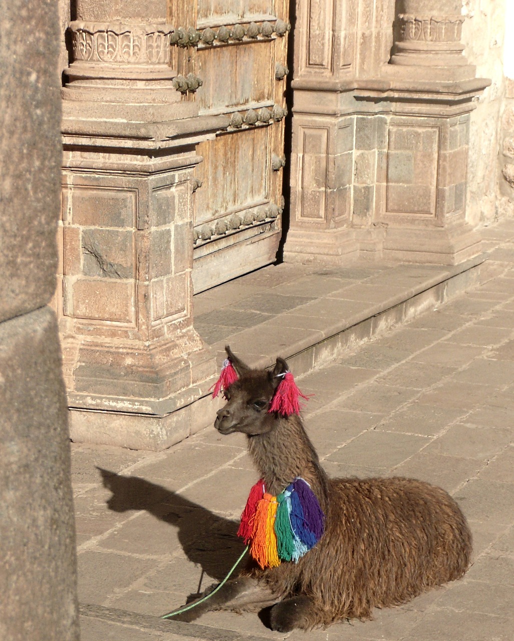 alpaca peru cusco free photo