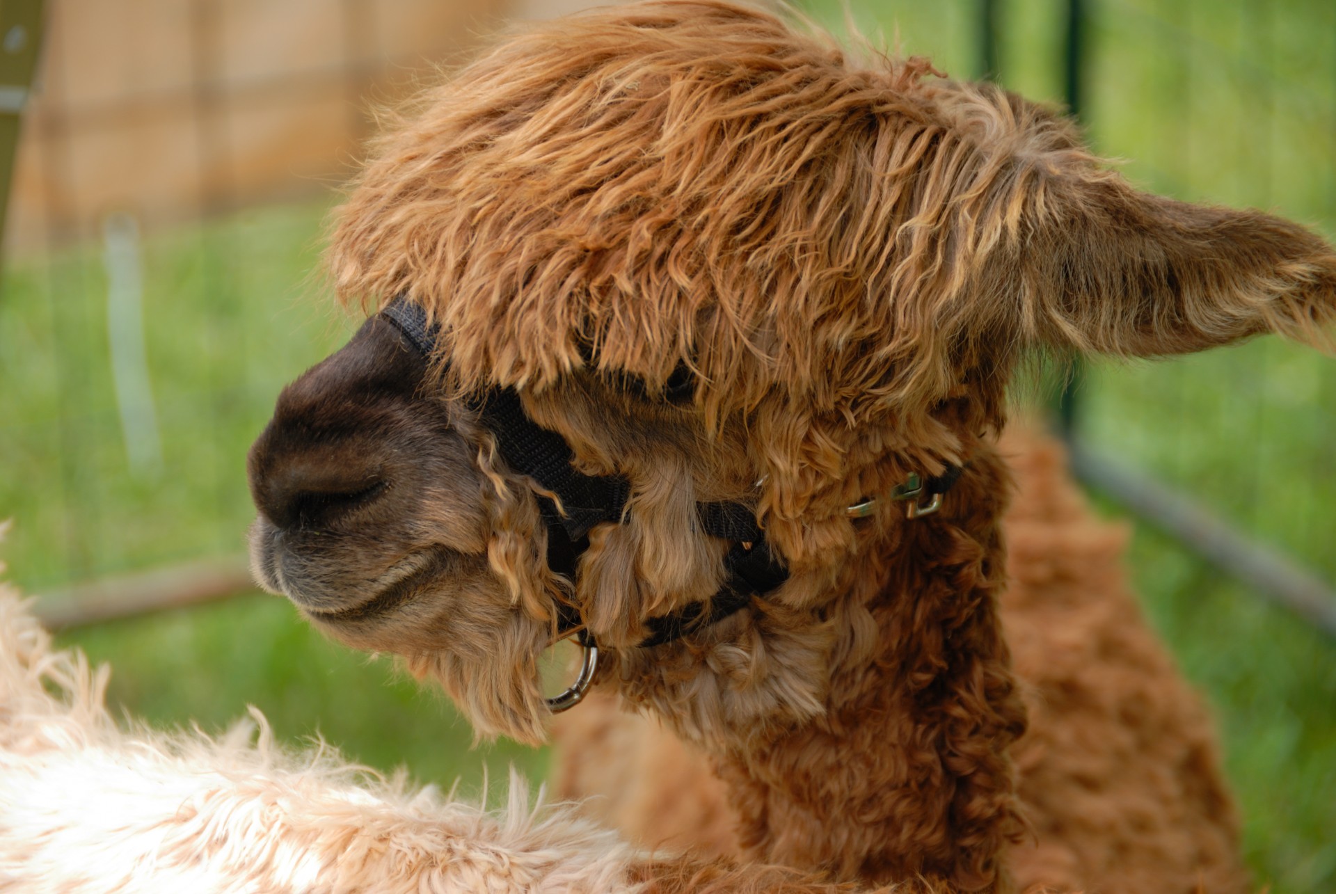 alpaca animal coat free photo