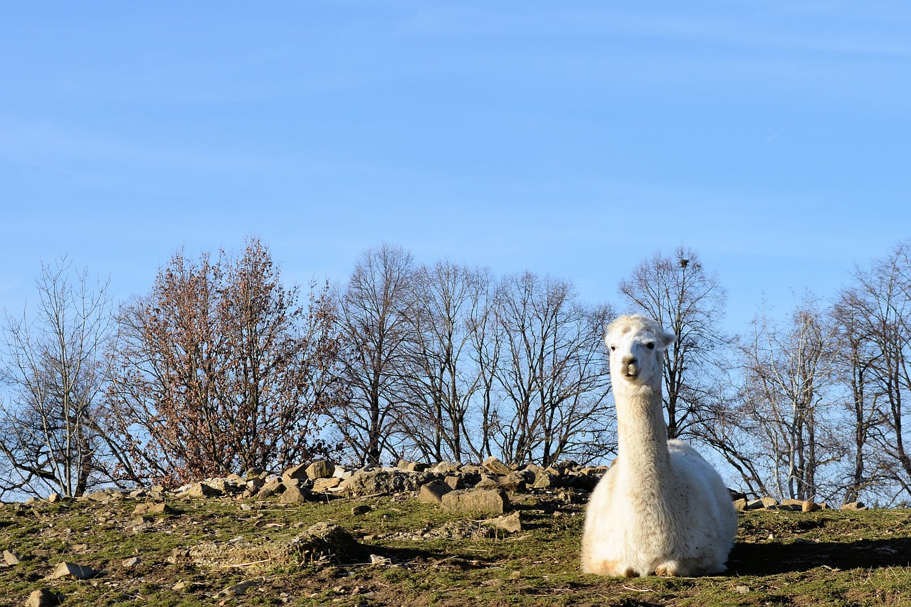 alpaca white furry free photo