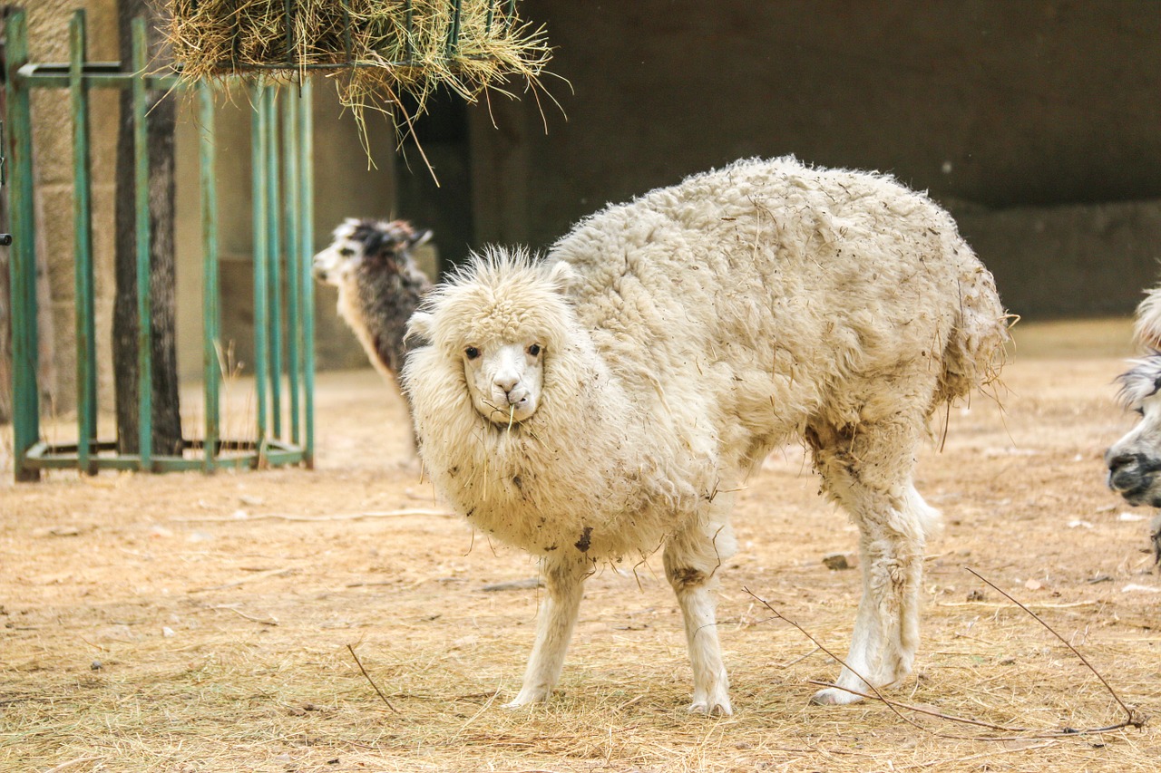 alpaca zoo cute free photo