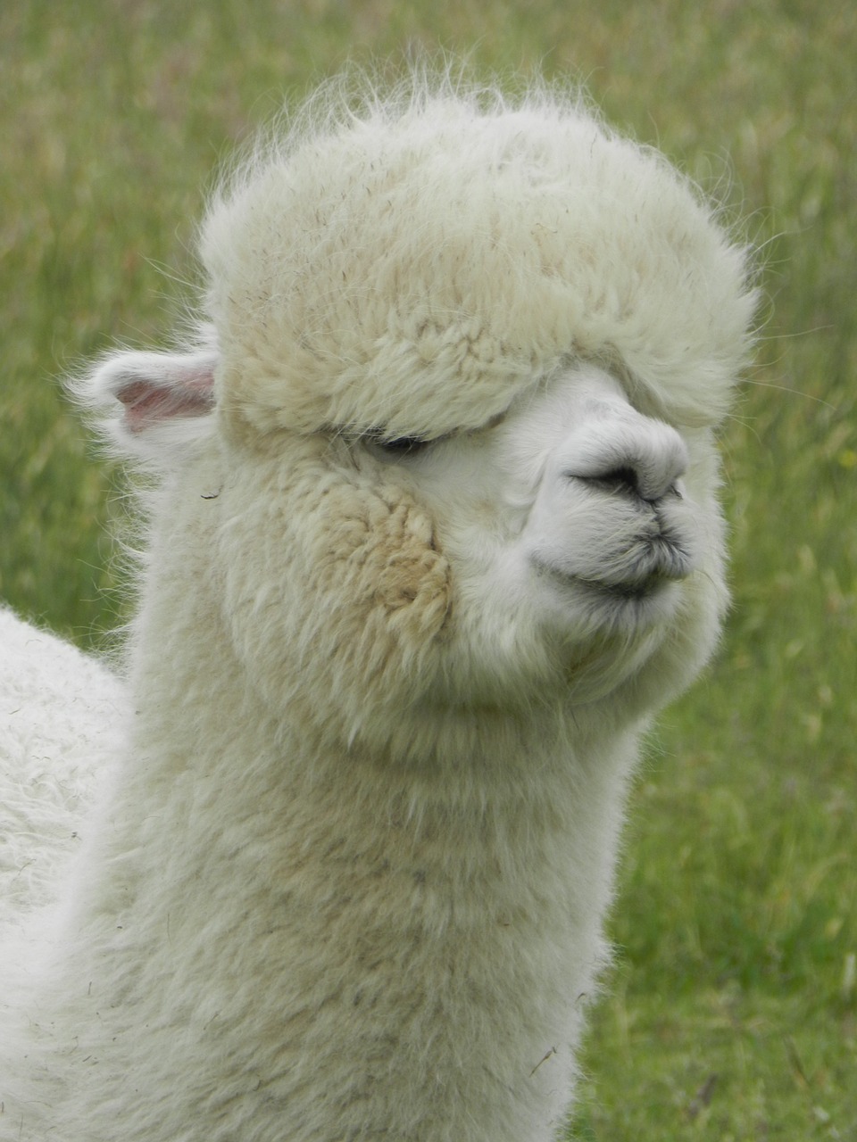 alpaca lama south america free photo