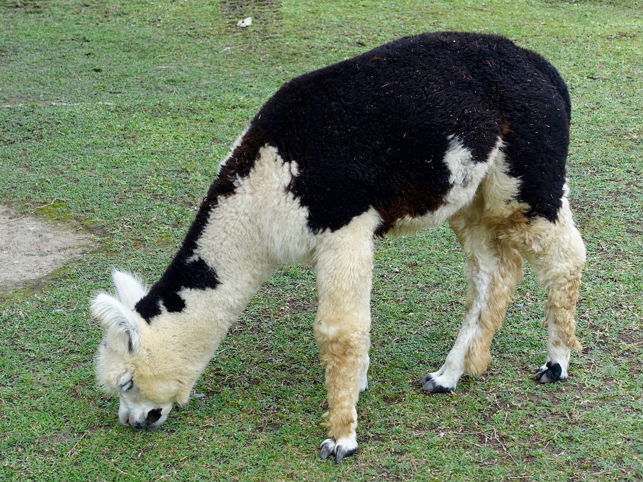 alpaca woolly llama free photo