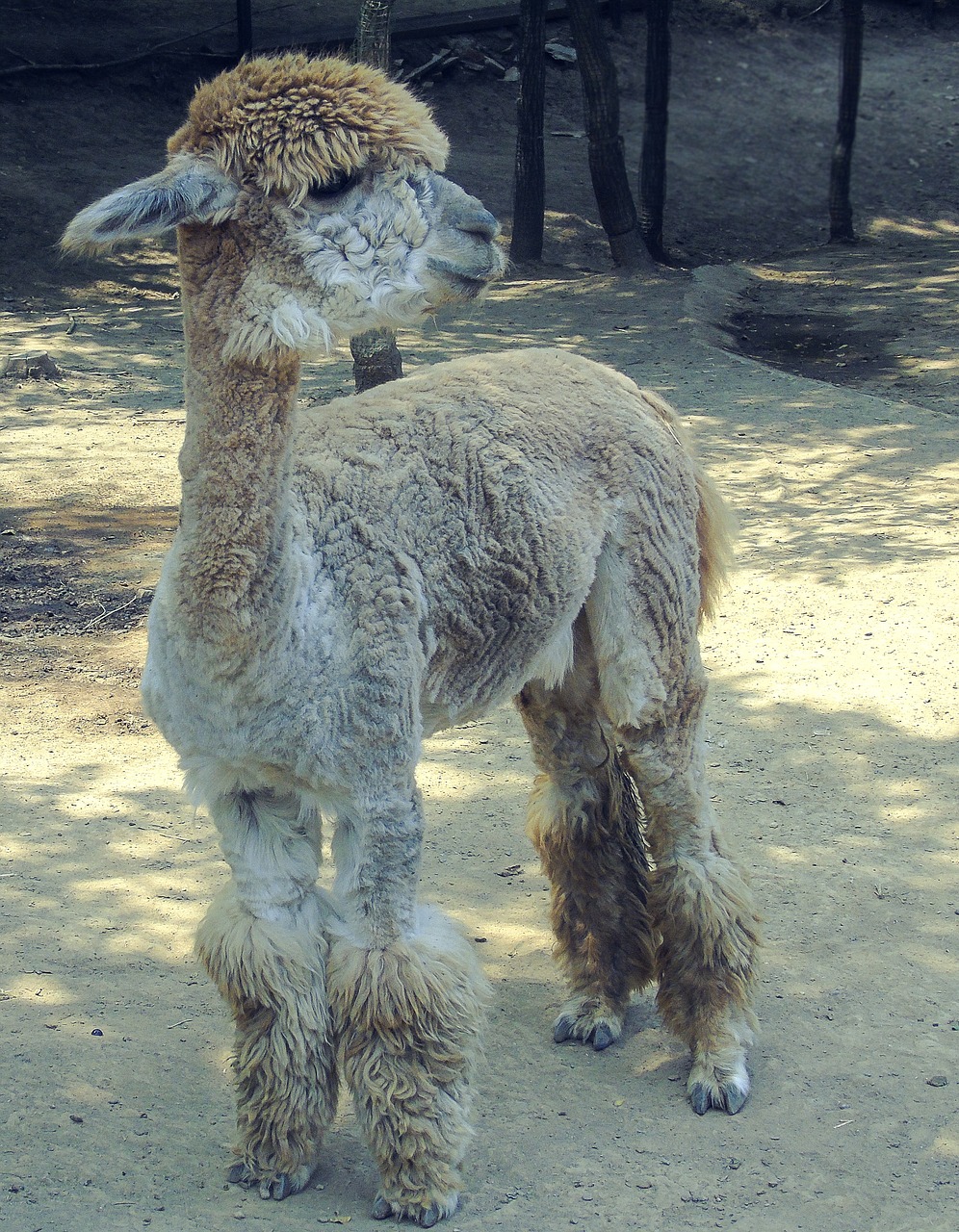 alpaca cub artistic conception free photo