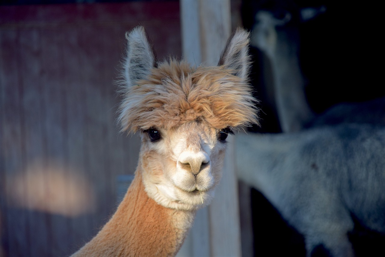 alpaca farm cute free photo