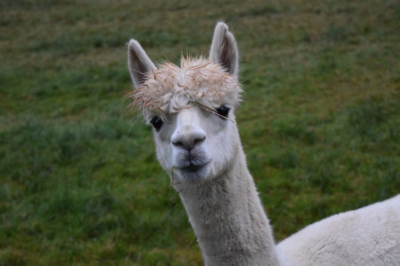 alpaca white furry free photo