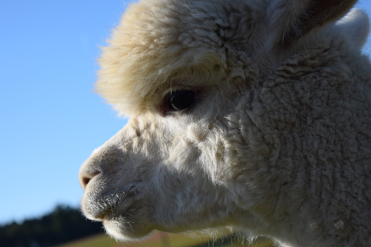 alpaca head animal free photo