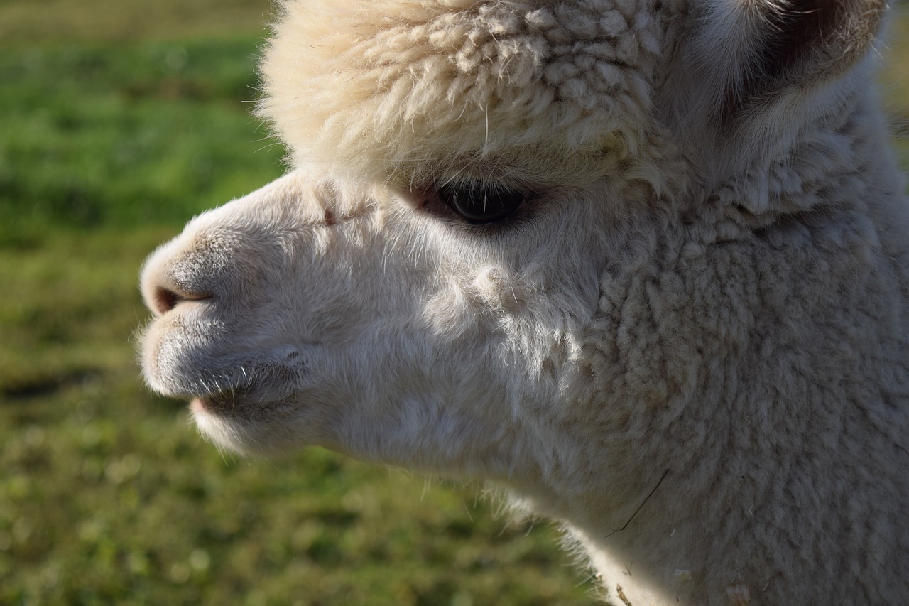 alpaca head animal free photo