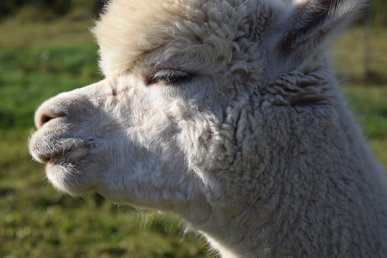 alpaca head animal free photo