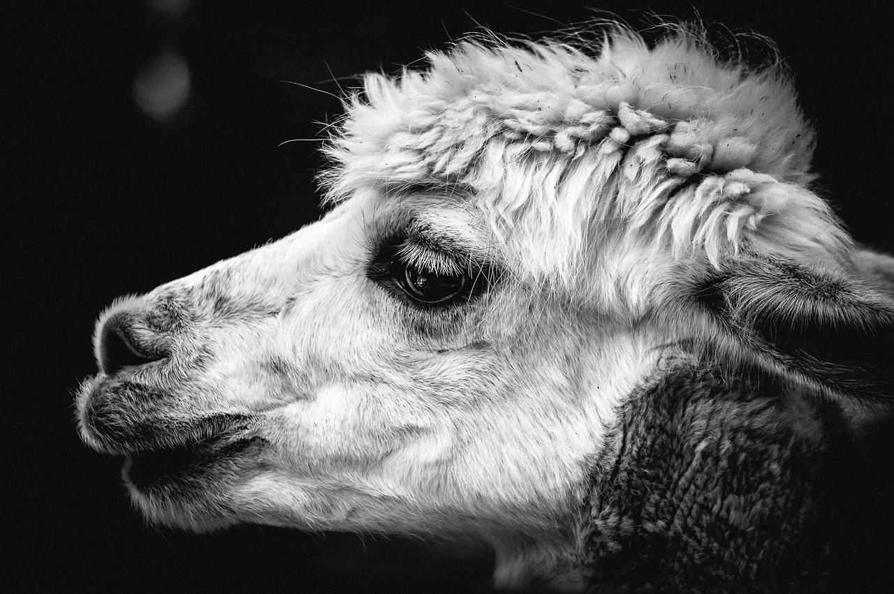 alpaca pako andes free photo