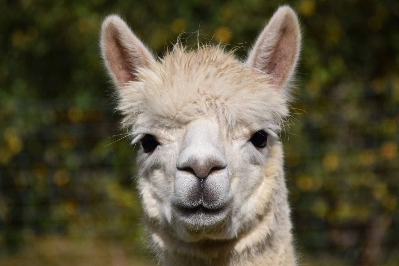 alpaca head animal free photo