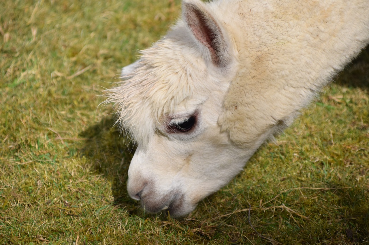 alpaca head animal free photo