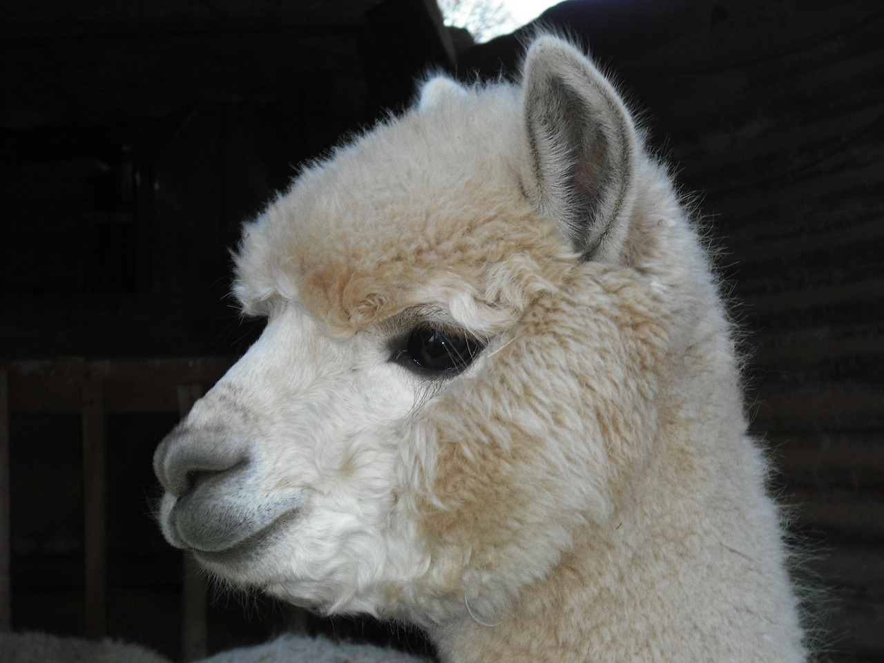 alpaca white curly free photo