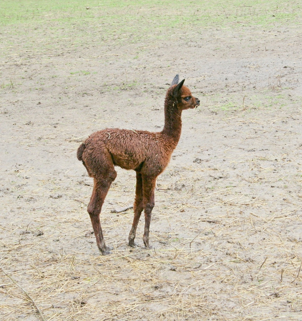 alpaca wool mammal free photo