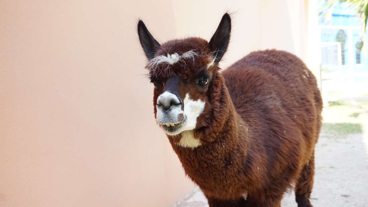 alpaca safari park free photo