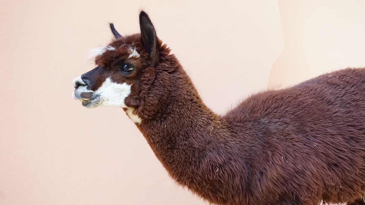 alpaca safari park free photo