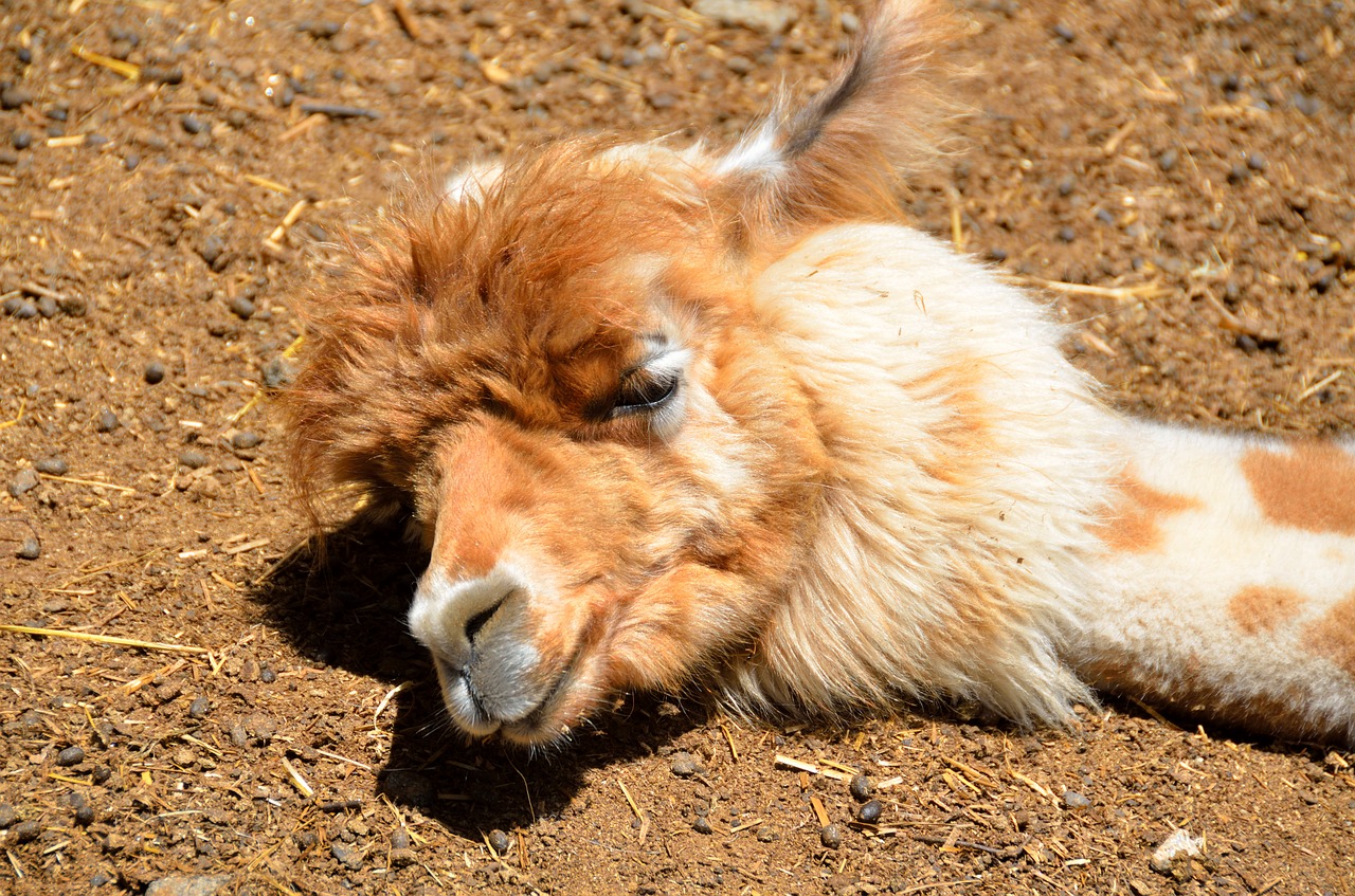 alpaca sleeping cute free photo