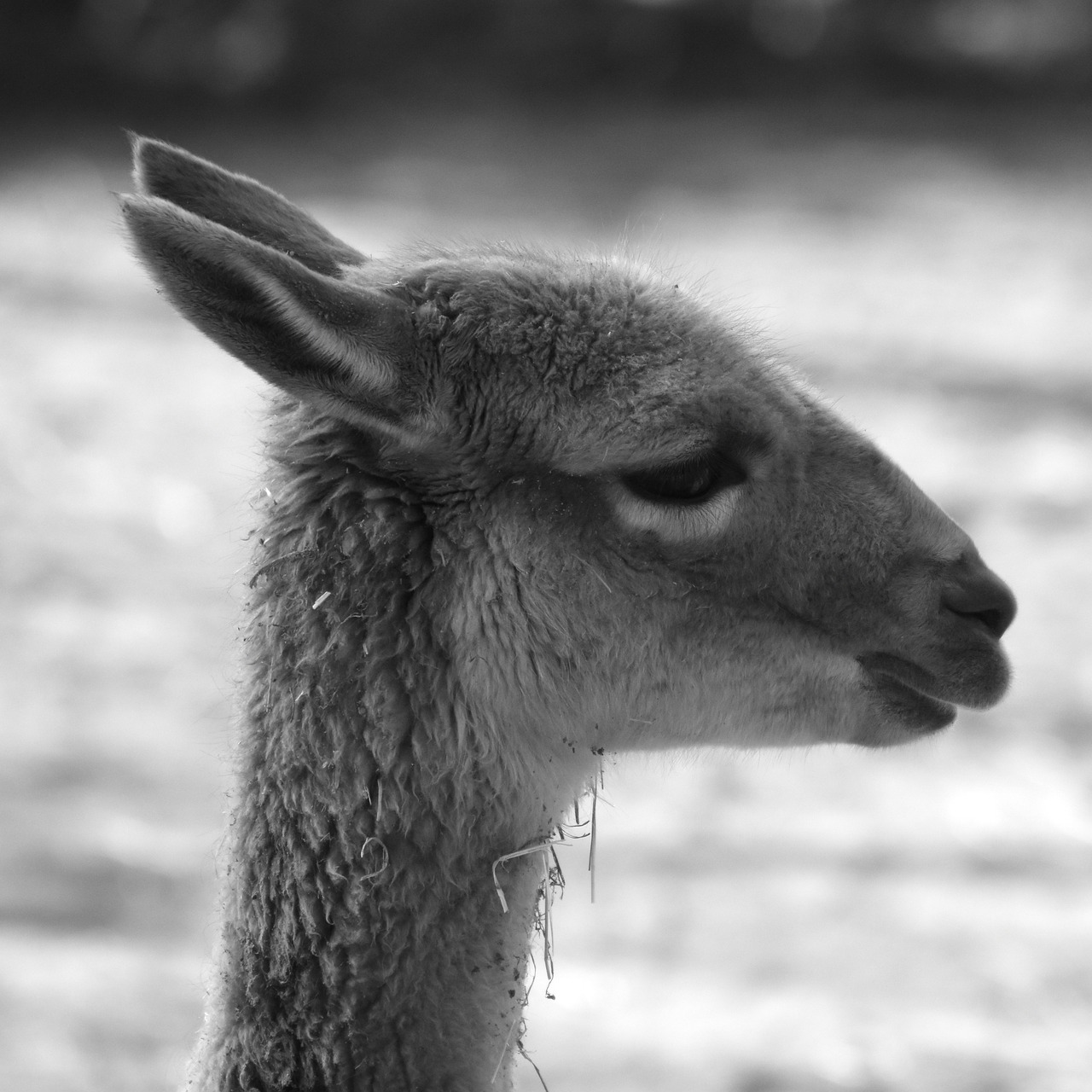 alpaca animal mammal free photo