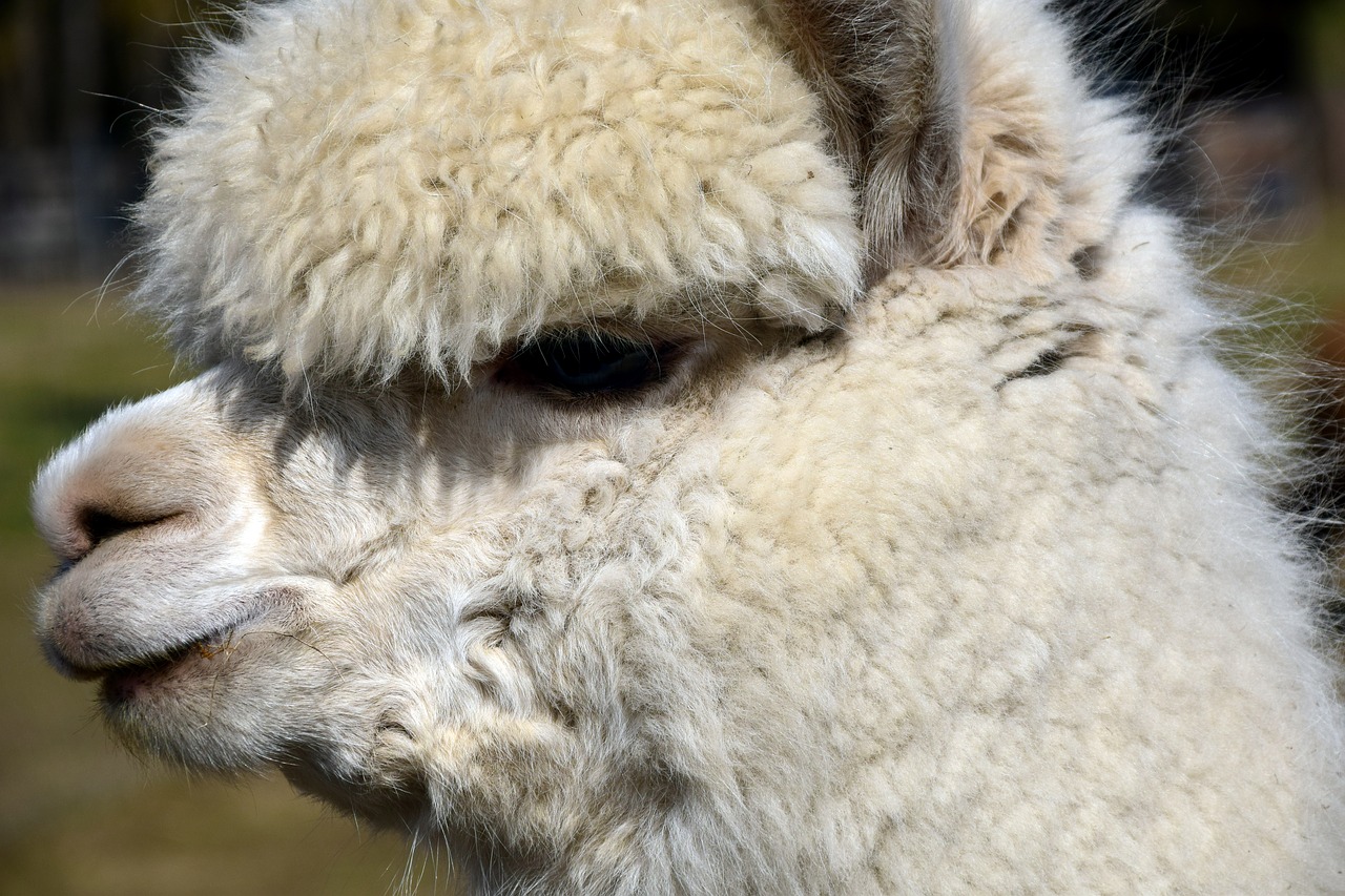 alpaca animal wool free photo