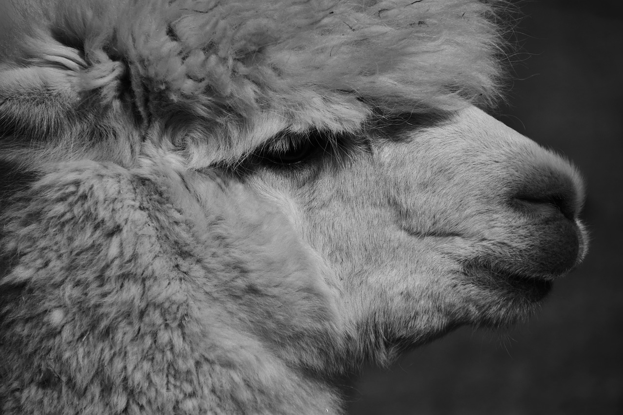 alpaca animal wool free photo