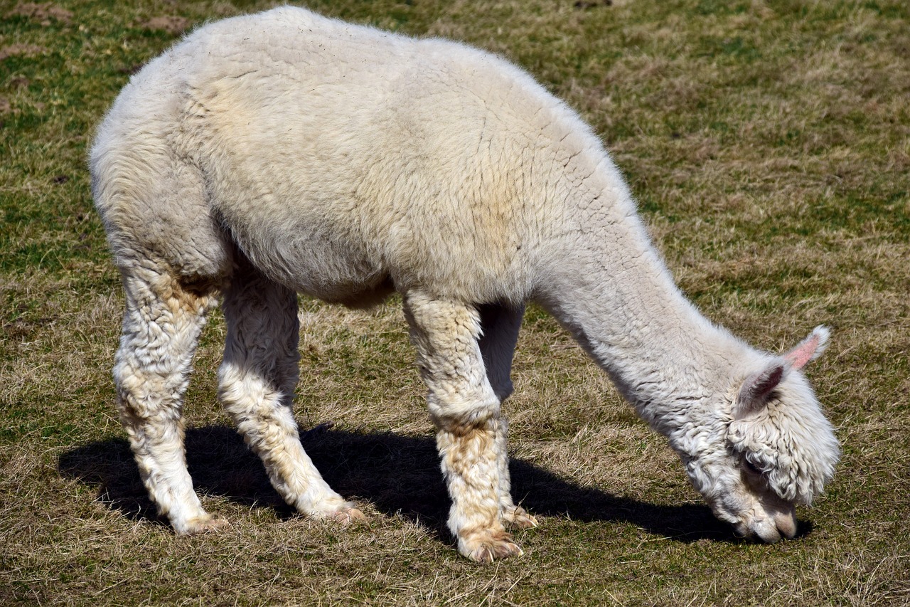 alpaca animal wool free photo