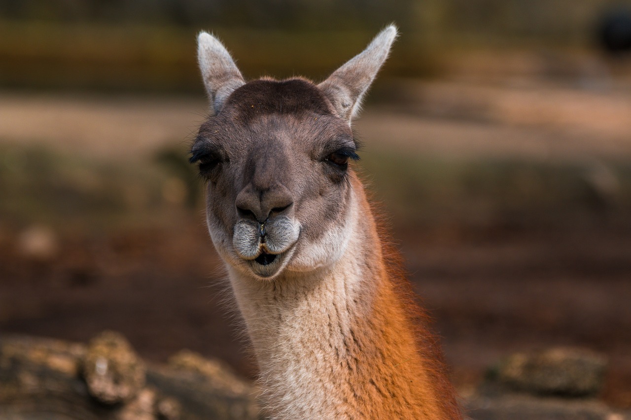 alpaca kamelart paarhufer free photo